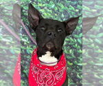 Small #4 American Pit Bull Terrier Mix