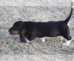 Small #1 Basset Hound