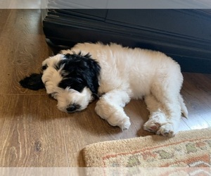 Labradoodle-Portuguese Water Dog Mix Puppy for sale in BELLINGHAM, WA, USA