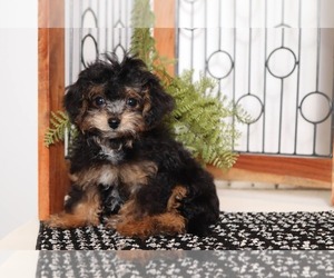 Maltipoo Puppy for sale in NAPLES, FL, USA