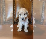 Puppy Roosevelt F2 Aussiedoodle
