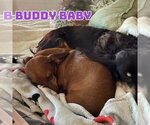 Small #6 Dachshund Mix