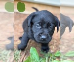 Small #9 Labrador Retriever