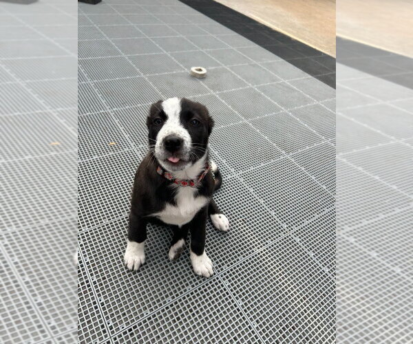 Medium Photo #2 Border Collie Puppy For Sale in Minneapolis, MN, USA