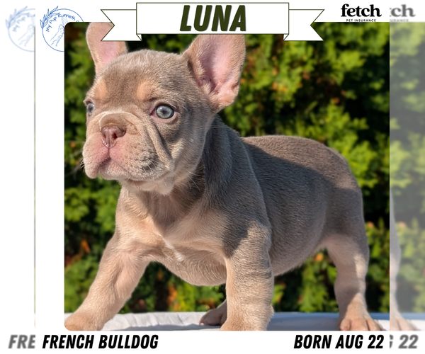 Medium Photo #36 French Bulldog Puppy For Sale in GOSHEN, IN, USA