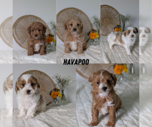 Poovanese Litter for sale in GOSHEN, IN, USA