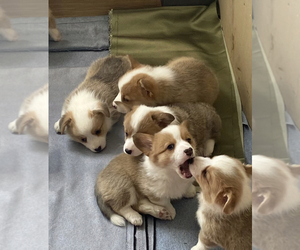 Pembroke Welsh Corgi Puppy for sale in CHINO HILLS, CA, USA