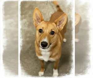 Mutt Dogs for adoption in Westwood, NJ, USA