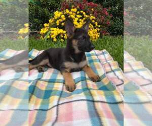 German Shepherd Dog Puppy for sale in TEMPLE, TX, USA