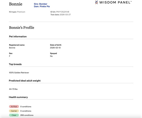 Medium Photo #4 Golden Retriever Puppy For Sale in MCKINNEY, TX, USA