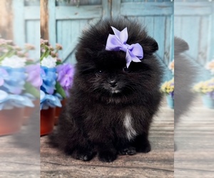Pomeranian Puppy for sale in BLANCHARD, OK, USA