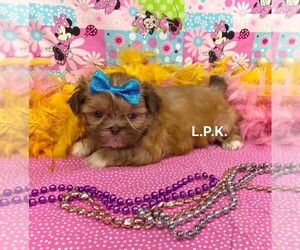 Shih Tzu Puppy for sale in WINNSBORO, LA, USA