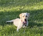Small Photo #1 Labrador Retriever Puppy For Sale in MADISON, NC, USA