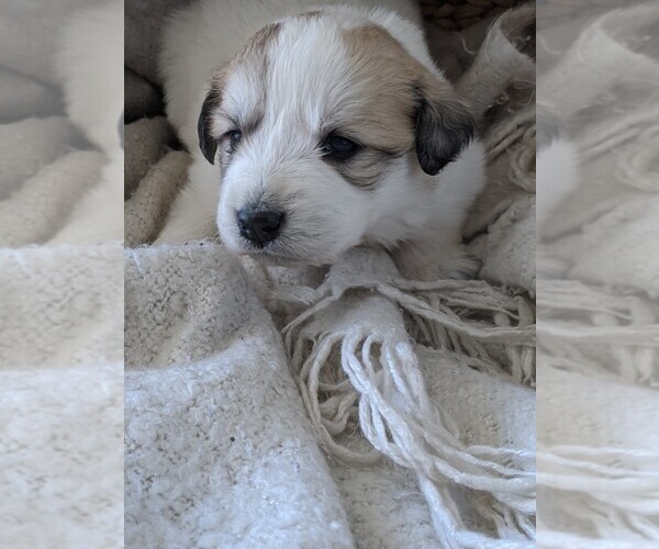 Full screen Photo #27 Great Pyrenees Puppy For Sale in FALCON, CO, USA