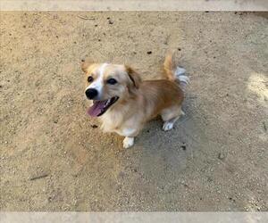 Chihuahua Dogs for adoption in Martinez, CA, USA