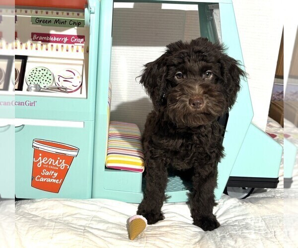 Medium Photo #4 Schnoodle (Miniature) Puppy For Sale in MORENO VALLEY, CA, USA