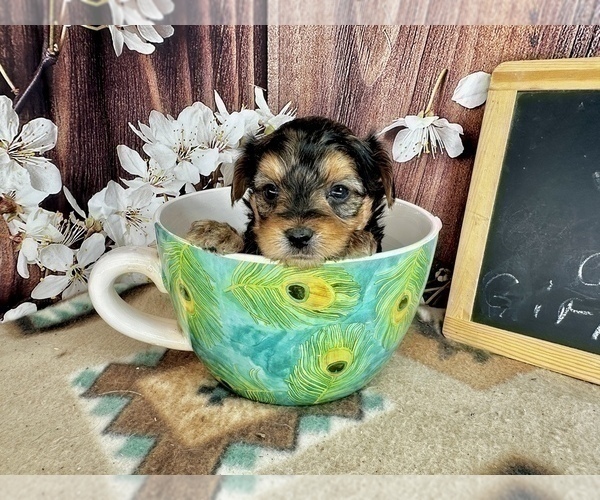 Medium Photo #35 Morkie Puppy For Sale in CASSVILLE, MO, USA