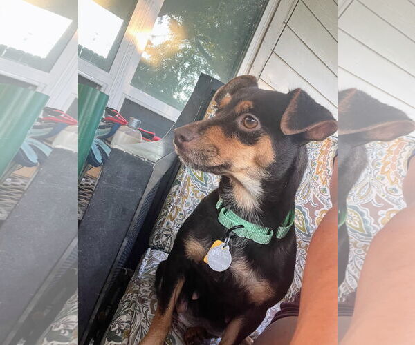 Medium Photo #13 Rat-Cha Puppy For Sale in Princeton, MN, USA