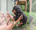 Small Photo #50 Golden Mountain Doodle  Puppy For Sale in BROKEN ARROW, OK, USA
