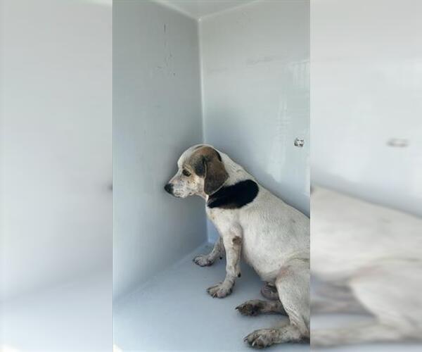 Medium Photo #1 Beagle-Unknown Mix Puppy For Sale in Houston, TX, USA