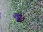 Small Photo #1 Rottweiler Puppy For Sale in ALDRICH, MO, USA