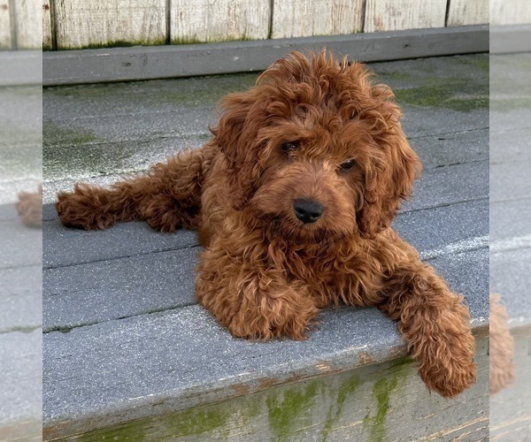 Medium Photo #2 Cavapoo Puppy For Sale in REHOBOTH, MA, USA
