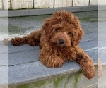 Small #1 Cavapoo