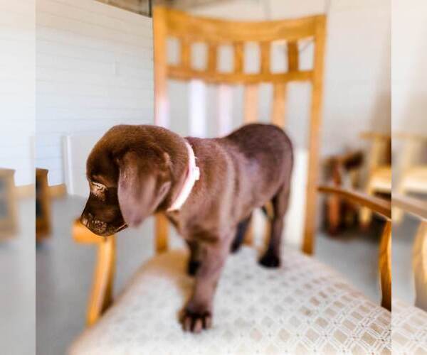 Medium Photo #3 Labrador Retriever Puppy For Sale in WAGENER, SC, USA