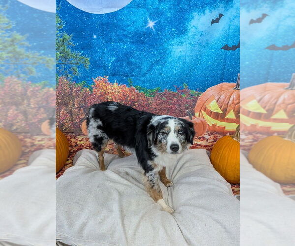 Medium Photo #3 Australian Shepherd Puppy For Sale in Vail, AZ, USA