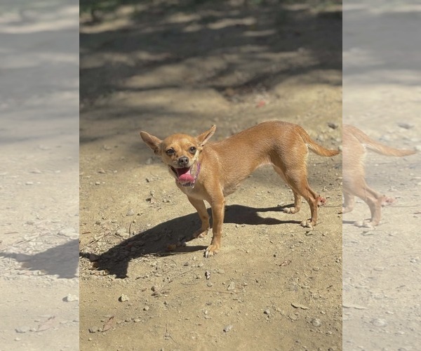 Medium Photo #2 Chihuahua-Unknown Mix Puppy For Sale in Germantown, OH, USA