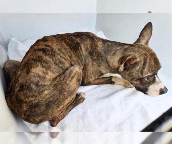 Medium Photo #1 Boxer-Unknown Mix Puppy For Sale in Houston, TX, USA