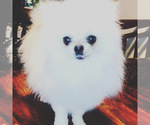 Small Photo #1 Pomeranian Puppy For Sale in GRAND JUNCTION, CO, USA