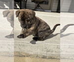Small #5 American Staffordshire Terrier Mix