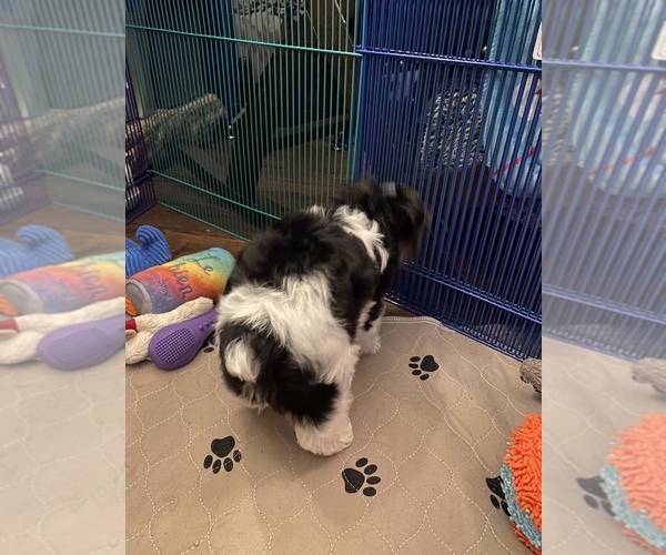 Medium Photo #3 Yorkshire Terrier Puppy For Sale in PALM HARBOR, FL, USA