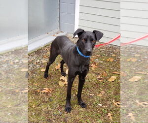 Mutt Dogs for adoption in Ridgefield, CT, USA