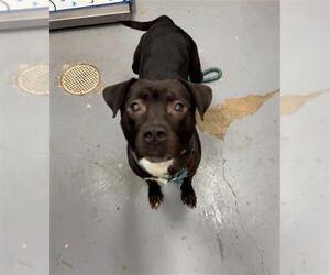 Mutt Dogs for adoption in Peoria, IL, USA