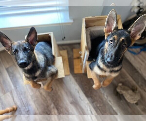 Medium Photo #3 German Shepherd Dog-Unknown Mix Puppy For Sale in Katy, TX, USA