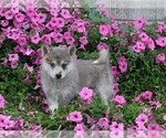 Small Photo #2 Pomsky Puppy For Sale in FREDERICKSBURG, OH, USA