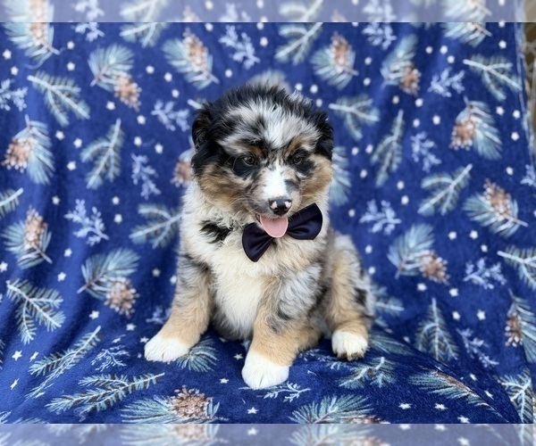 Medium Photo #4 Miniature Australian Shepherd Puppy For Sale in LAKELAND, FL, USA