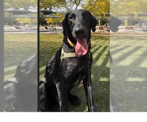 Labrador Retriever Dogs for adoption in San Antonio, TX, USA