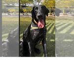 Small Labrador Retriever