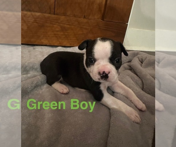 Medium Photo #1 Boston Terrier Puppy For Sale in VALDOSTA, GA, USA