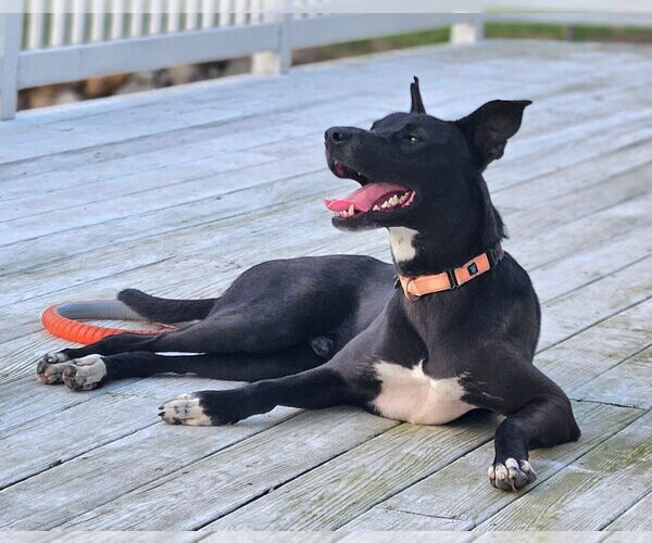 Medium Photo #7 Australian Kelpie-Unknown Mix Puppy For Sale in Rockaway, NJ, USA