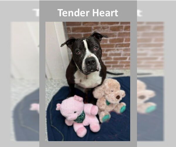Medium Photo #33 American Staffordshire Terrier-Unknown Mix Puppy For Sale in Sayreville, NJ, NJ, USA
