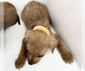 Labrador Retriever-Unknown Mix Dogs for adoption in Houston, TX, USA