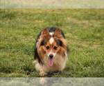 Small Photo #1 Pembroke Welsh Corgi Puppy For Sale in LUTHER, OK, USA