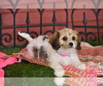 Small Photo #11 Cavachon Puppy For Sale in ELDORADO, OH, USA
