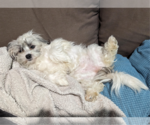 Small Photo #1 Maltipoo Puppy For Sale in Redmond, WA, USA