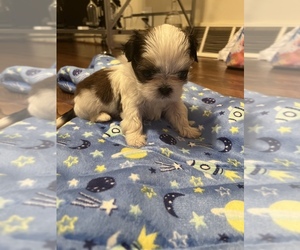 Shih Tzu Puppy for sale in FLUSHING, MI, USA