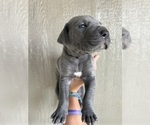 Small #2 Great Dane